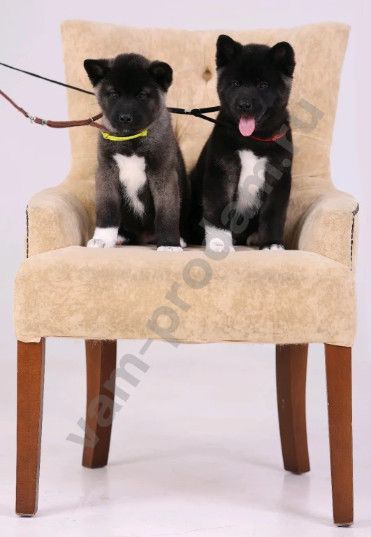 Щенки Американской Акиты