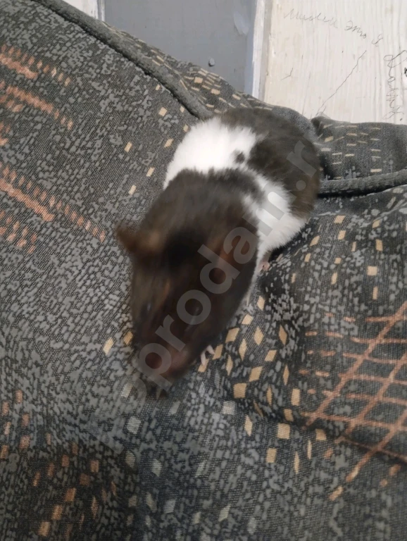 Сирийский хомяк