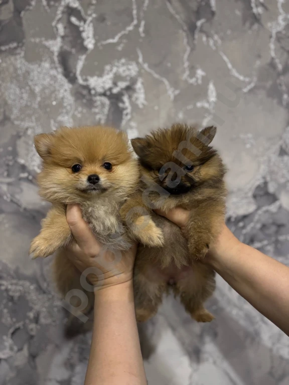 Щенки Шпица