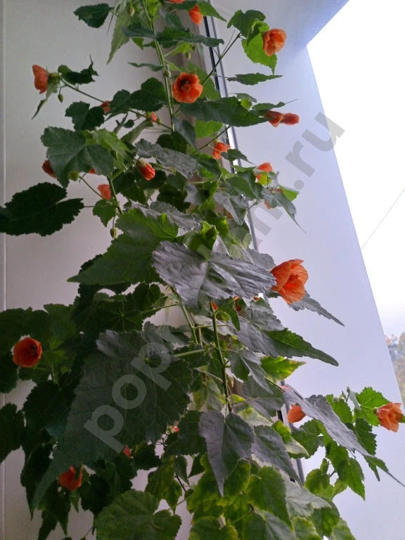 Комнатный цветок Абутилон