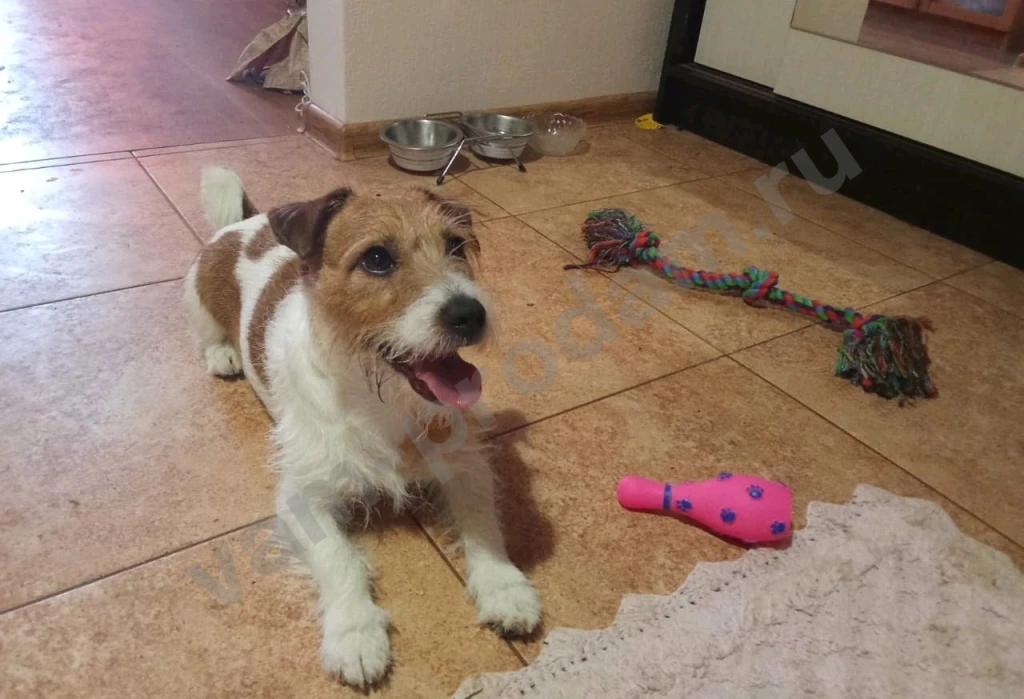 Передержка