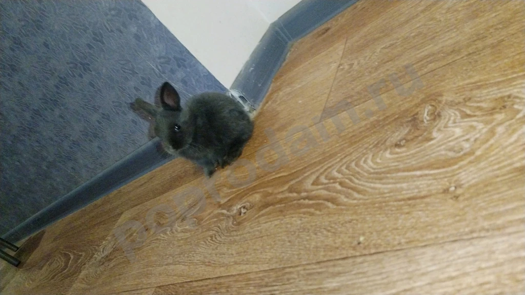 Продам пушистую прелесть