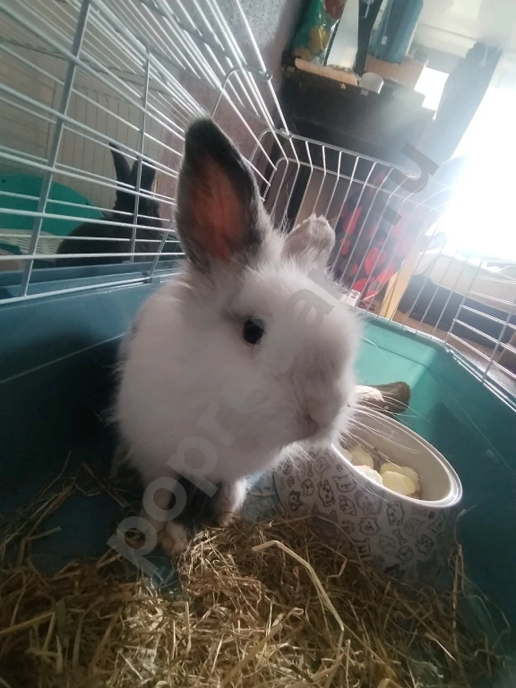 Продам шикарного самца