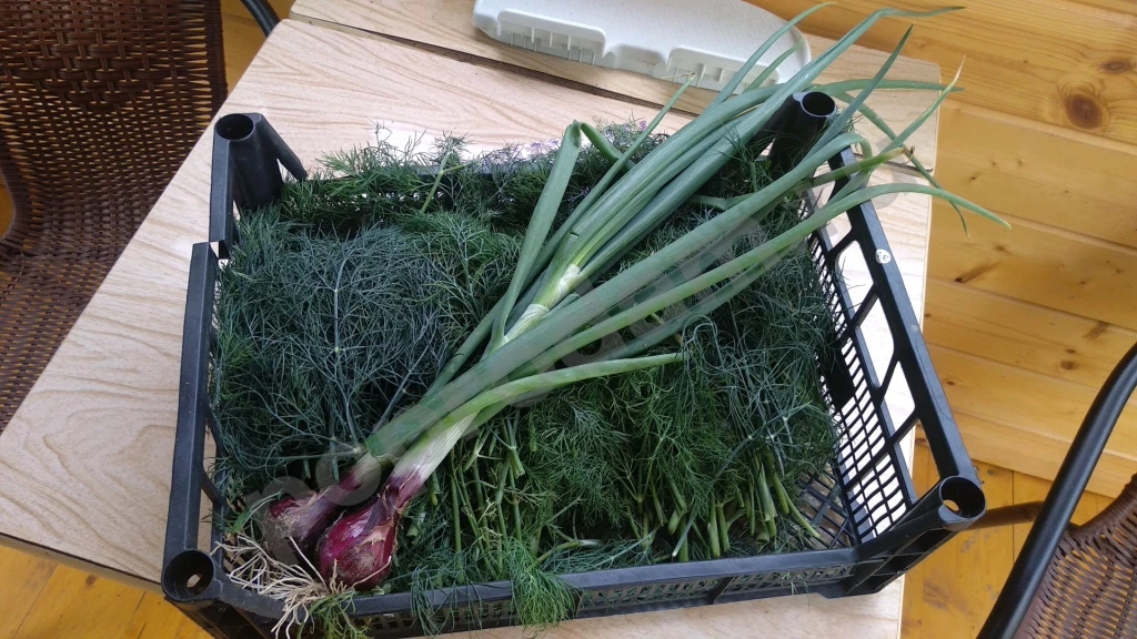 Лук перо, укроп, кинза