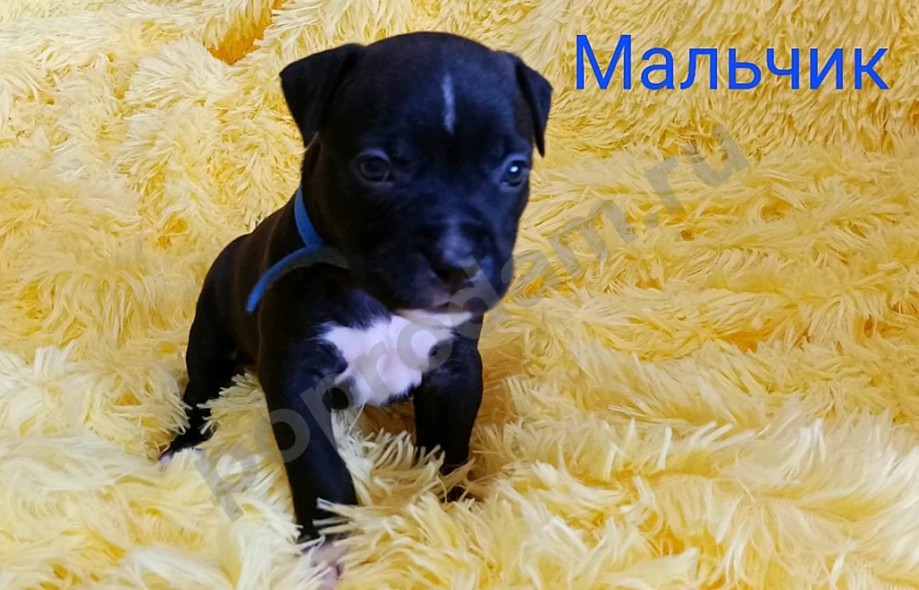 Американский Стаффордширский терьер щенки