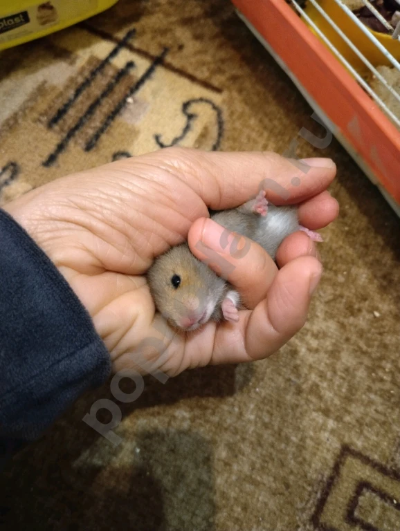 Сирийский хомяк