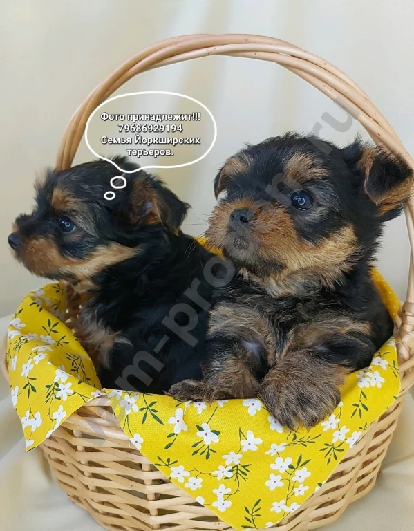 Щенки породы Йоркширский терьер