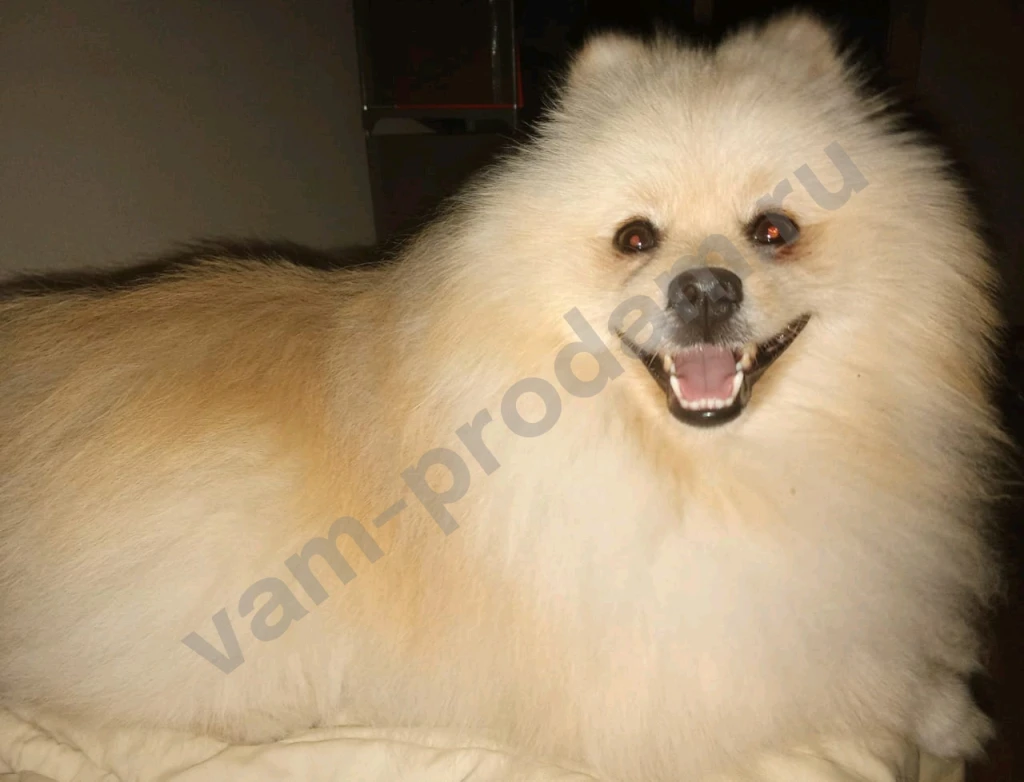 Передержка