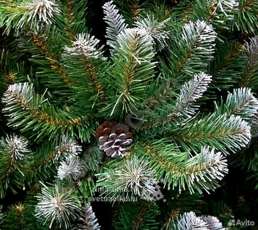 Ель Императрица Триумф с шишками 185 см заснеженая