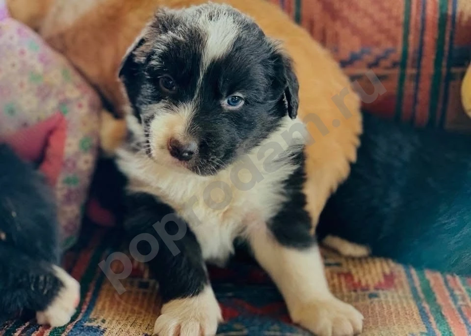 Бордер колли