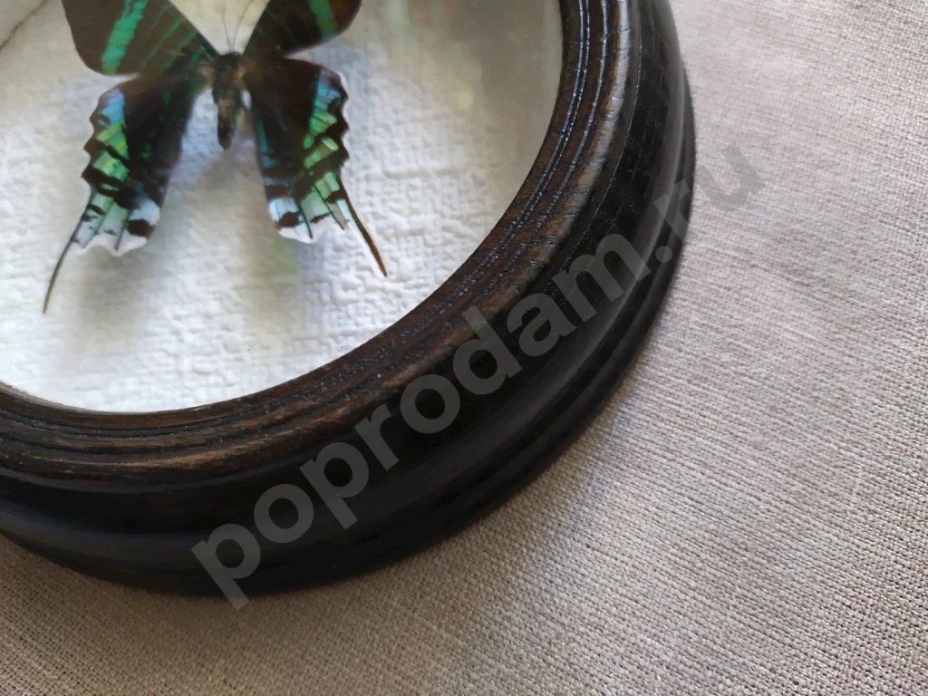 Перуанская бабочка в рамке