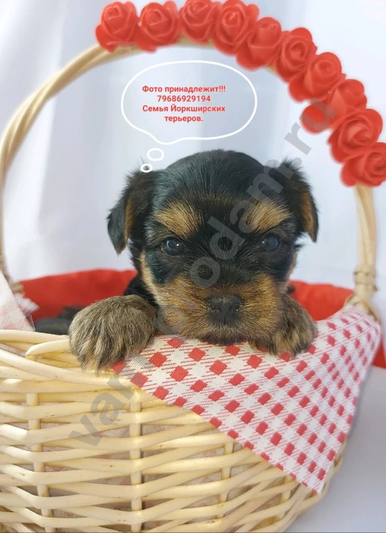 Щенки породы Йоркширского терьера