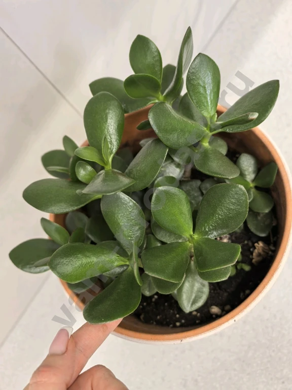 Красула/ денежное дерево