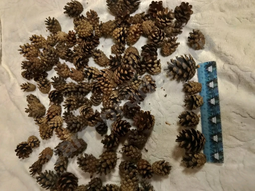 Сосновые шишки для творчества
