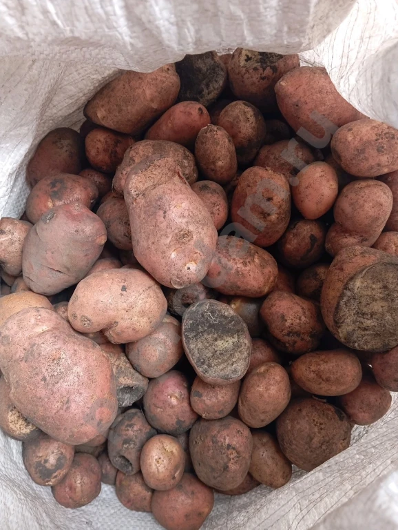 Мелкий картофель