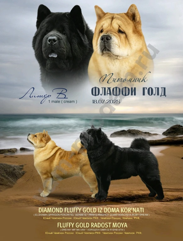 Чау-чау смуф