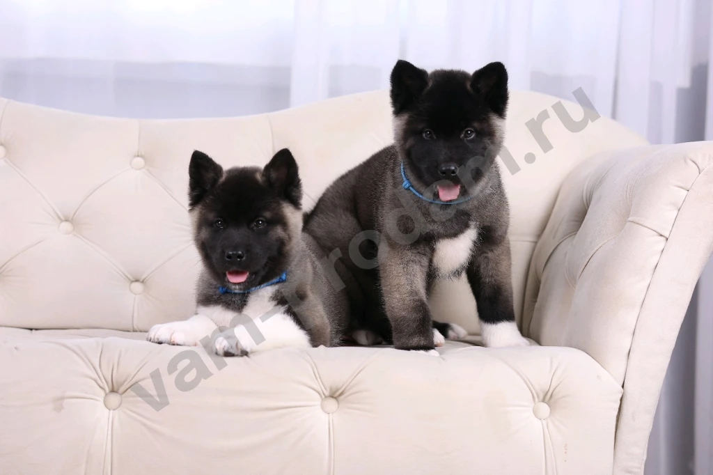 Щенки Американской Акиты