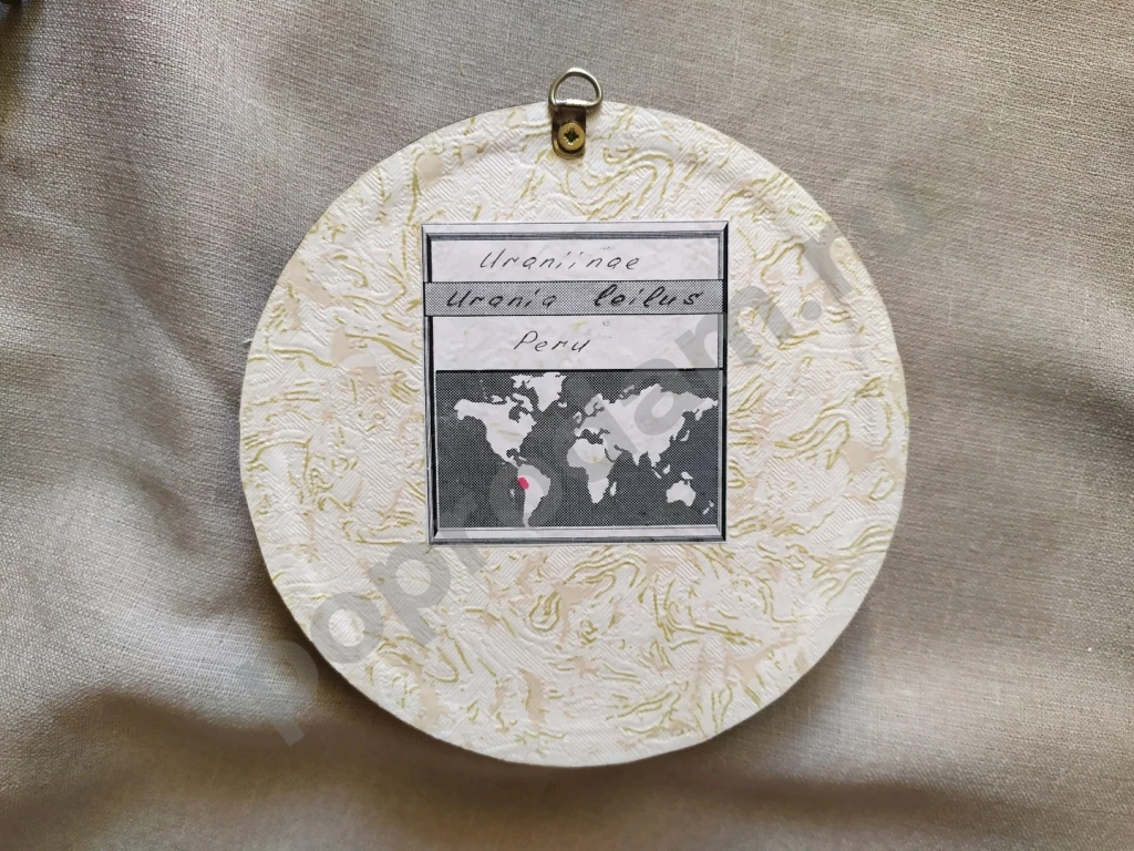 Перуанская бабочка в рамке