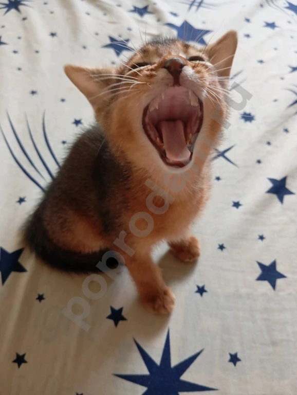 Абиссинский котенок
