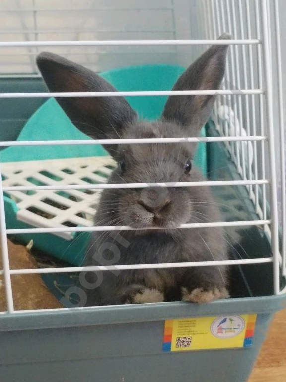 Продам пушистую прелесть