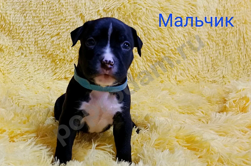 Американский Стаффордширский терьер щенки