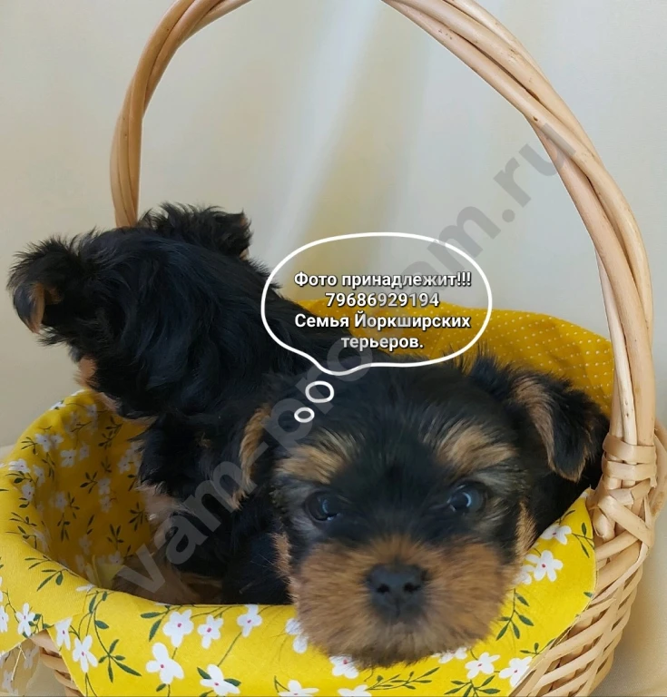 Щенки породы Йоркширский терьер
