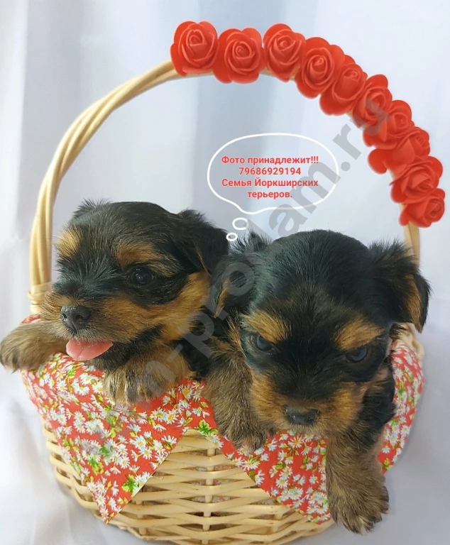 Щенки породы Йоркширского терьера
