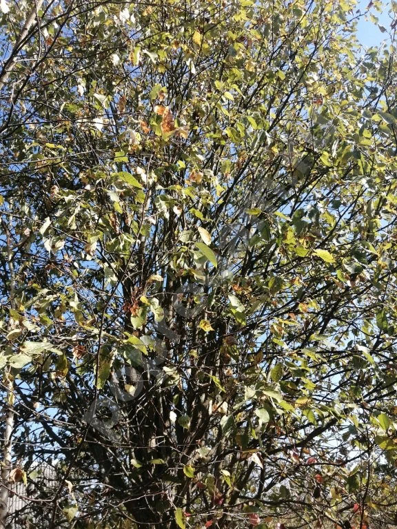 Участок 6 сот. Сельхозназначения (СНТ, ДНП)