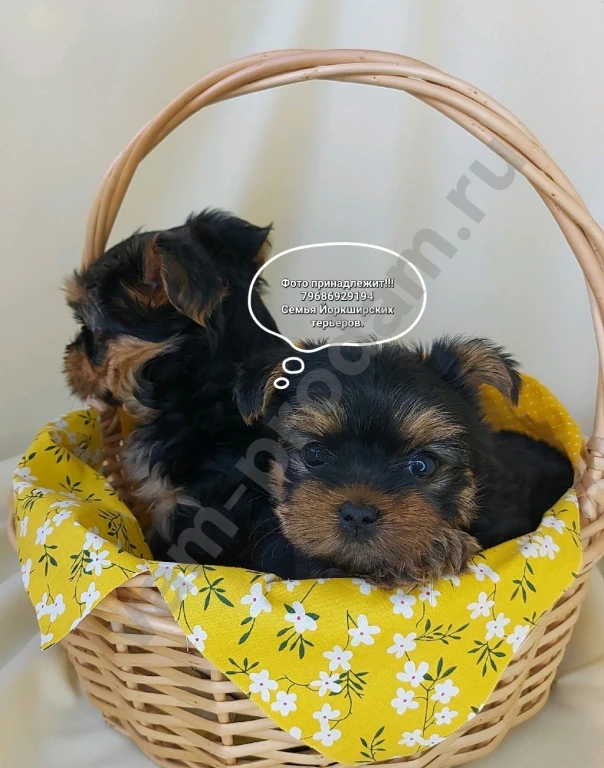 Щенки породы Йоркширский терьер