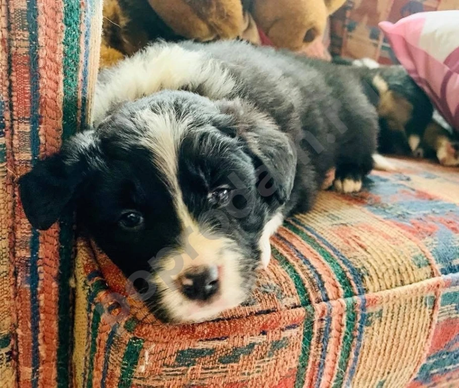 Бордер колли