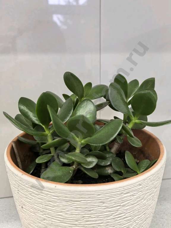 Красула/ денежное дерево