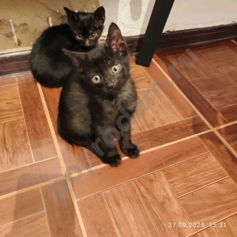 Котята в добрые руки