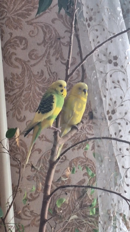 Волнистые попугаи + остальное