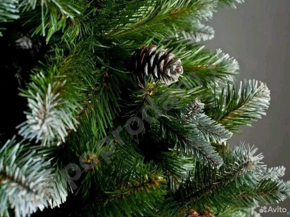 Ель Императрица Триумф с шишками 185 см заснеженая