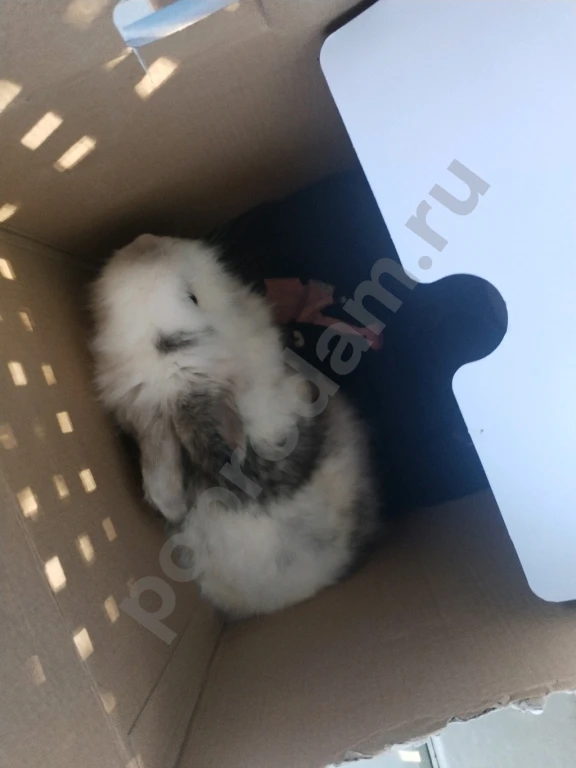 Продам шикарного самца