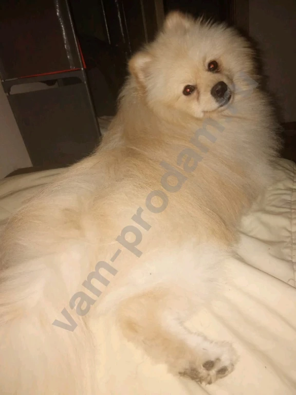 Передержка