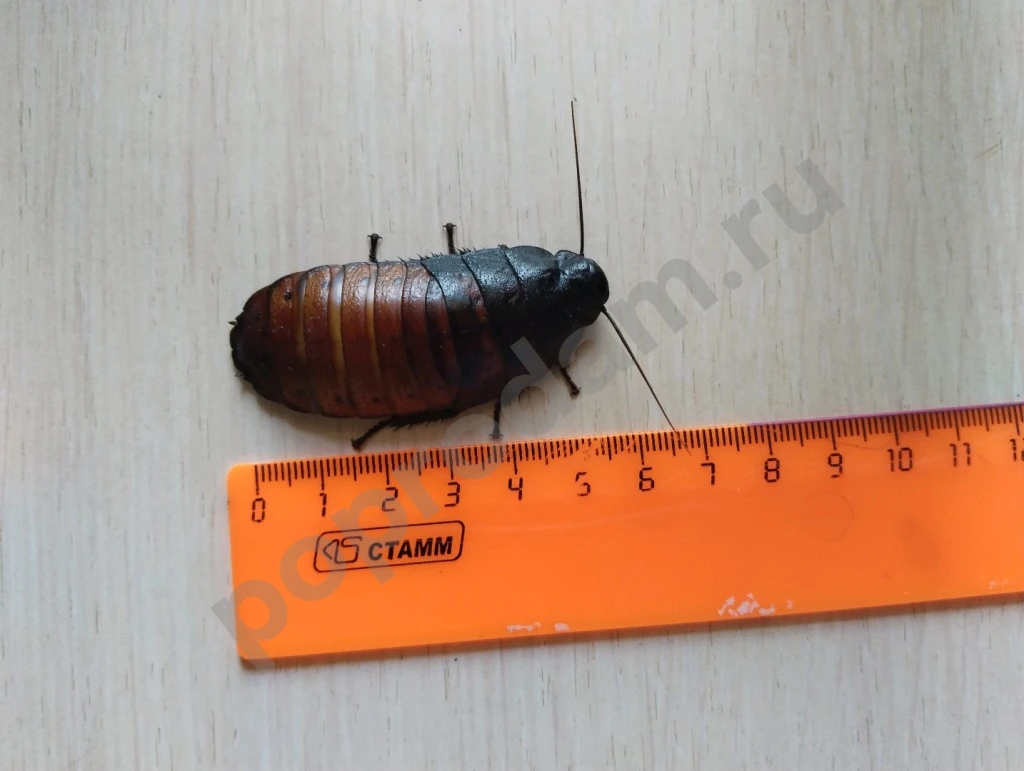 Мадагаскарские тараканы