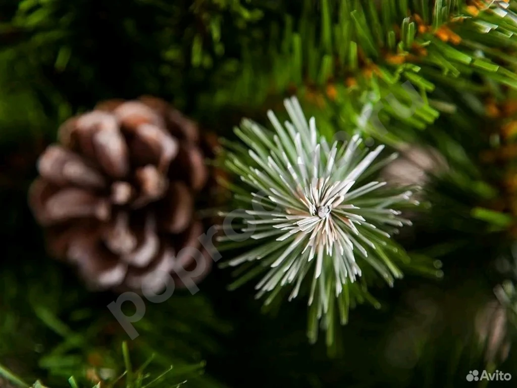 Ель Императрица Триумф с шишками 185 см заснеженая