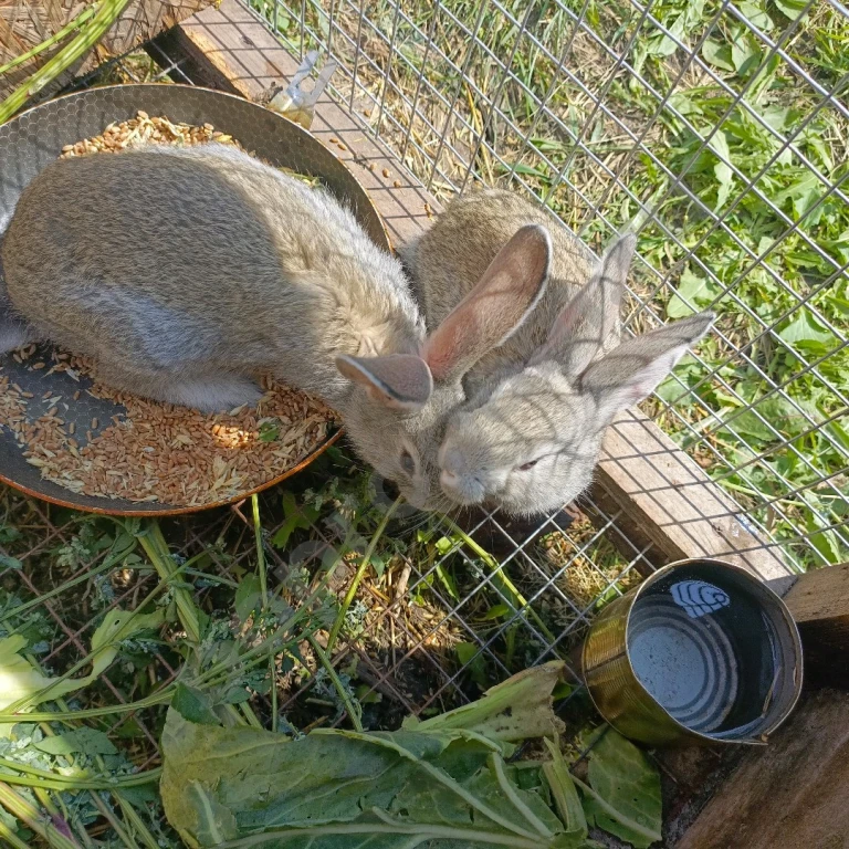 Продам крольчих на племя
