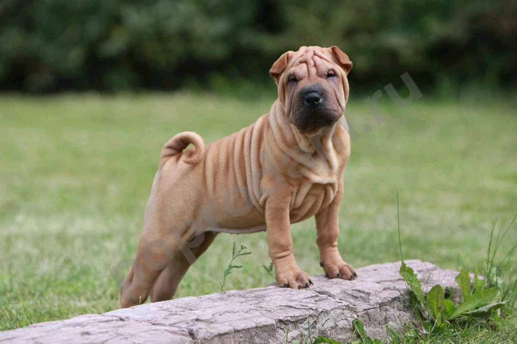 Шарпей девочка красавица