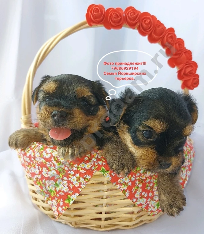 Щенки породы Йоркширского терьера
