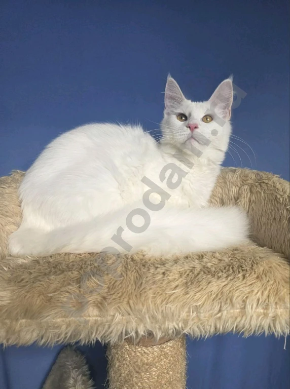 Кошечка мейн-кун подросток