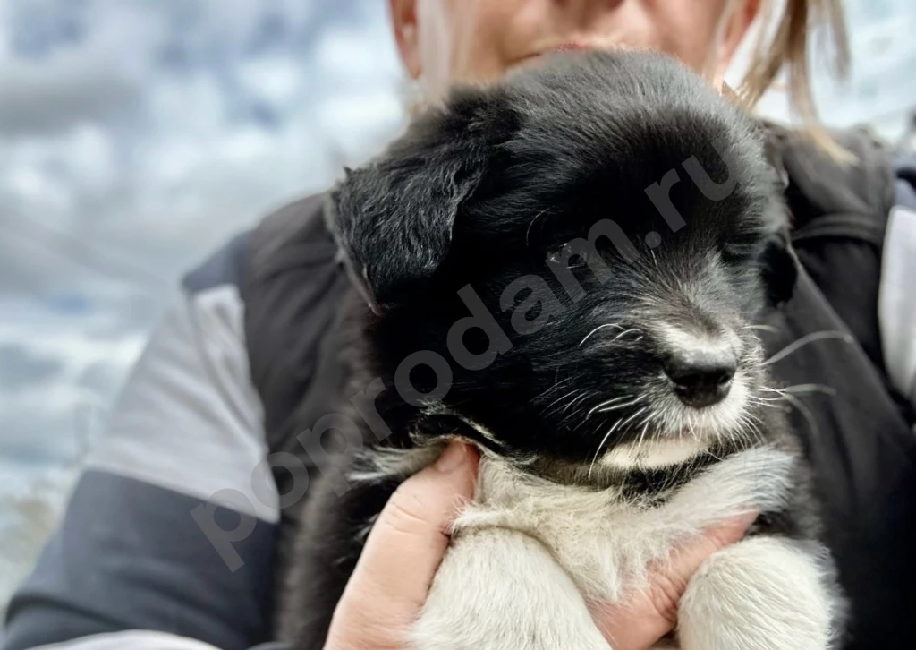 Бордер колли