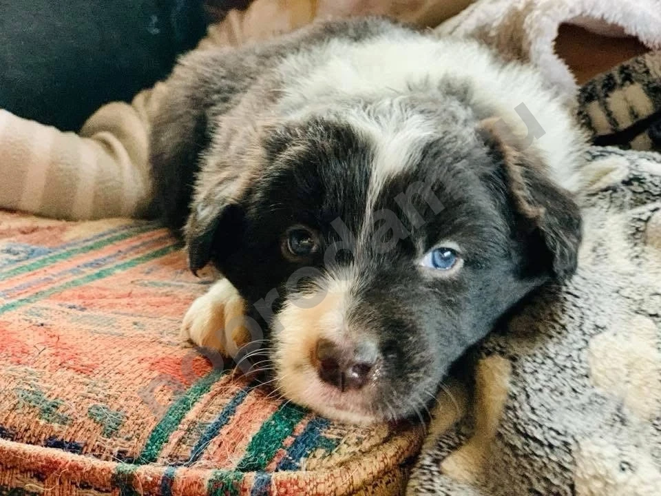 Бордер колли