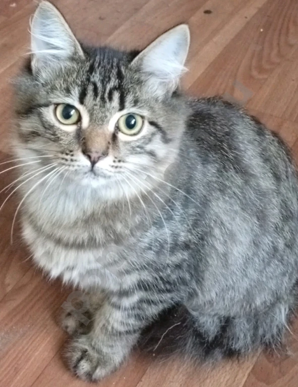 Отдам котят в хорошие руки (Чита)