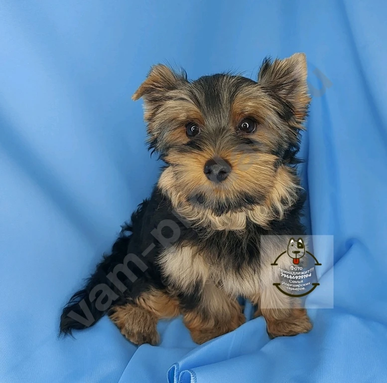 Щенки породы Йоркширского терьера