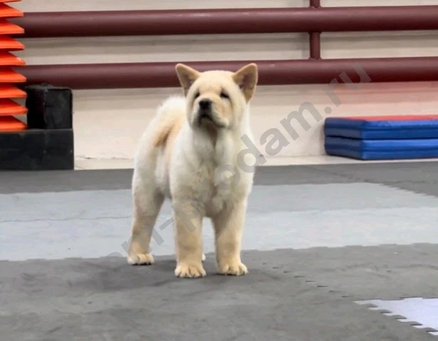 Чау-чау смуф