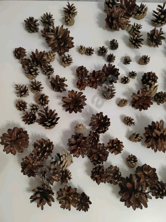 Шишки сосновые