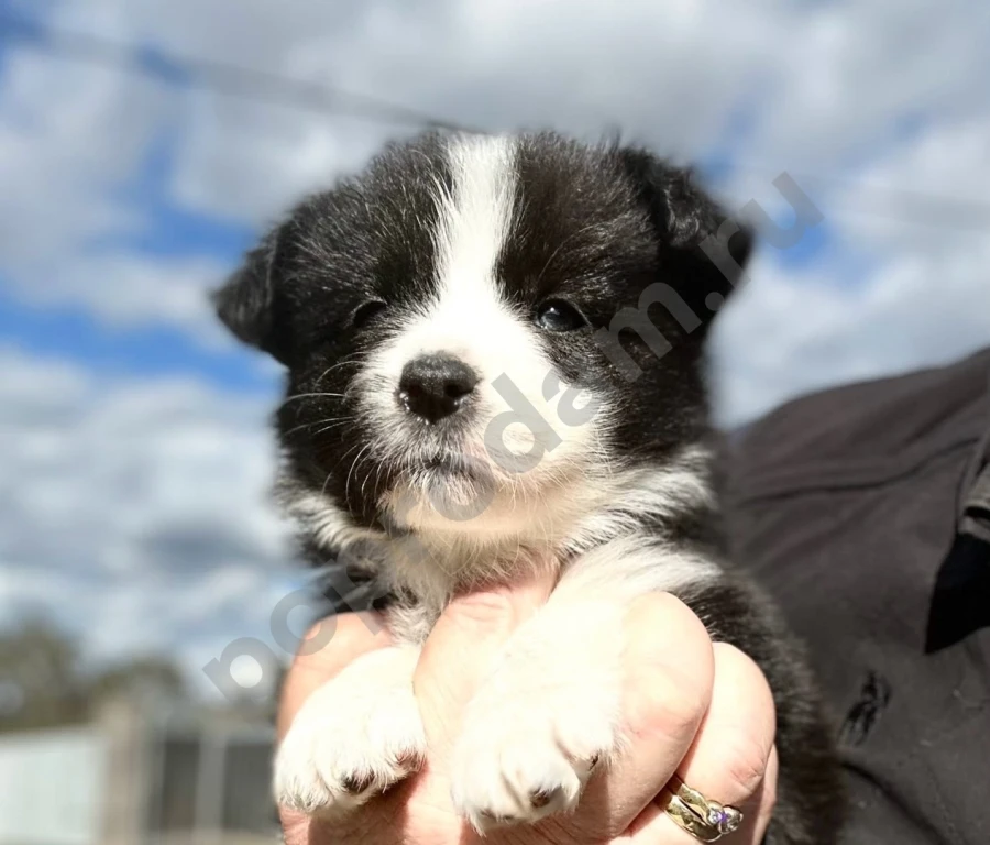 Бордер колли