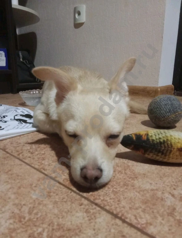 Передержка